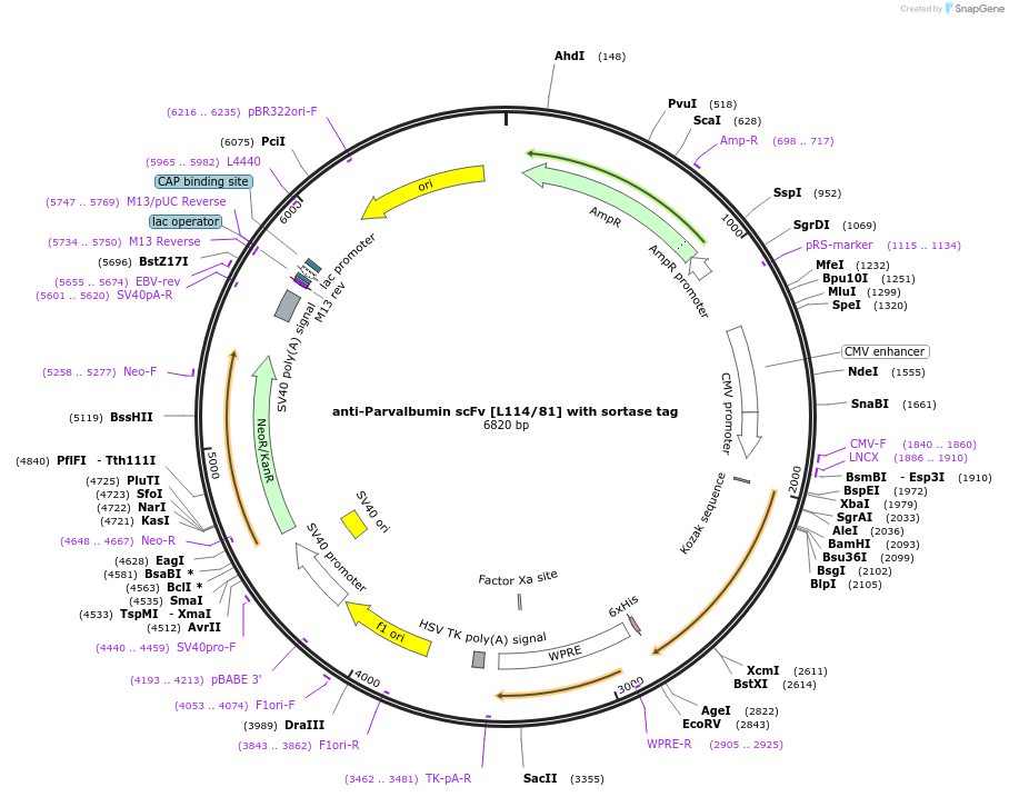 204423-plasmid-map-sequence-id-406609
