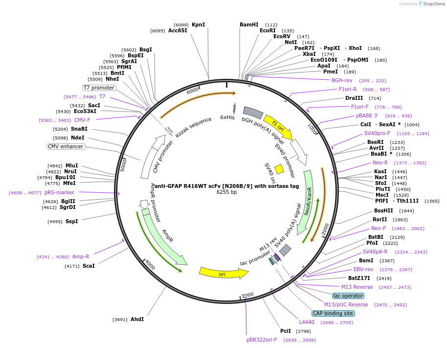 204420-plasmid-map-sequence-id-406611
