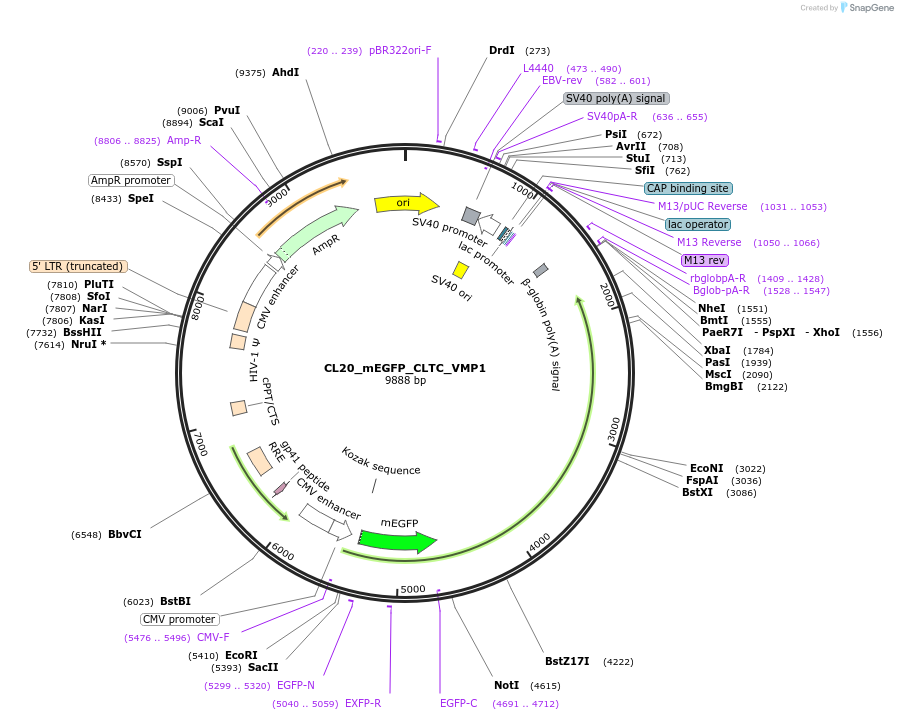 205793-plasmid-map-sequence-id-406612
