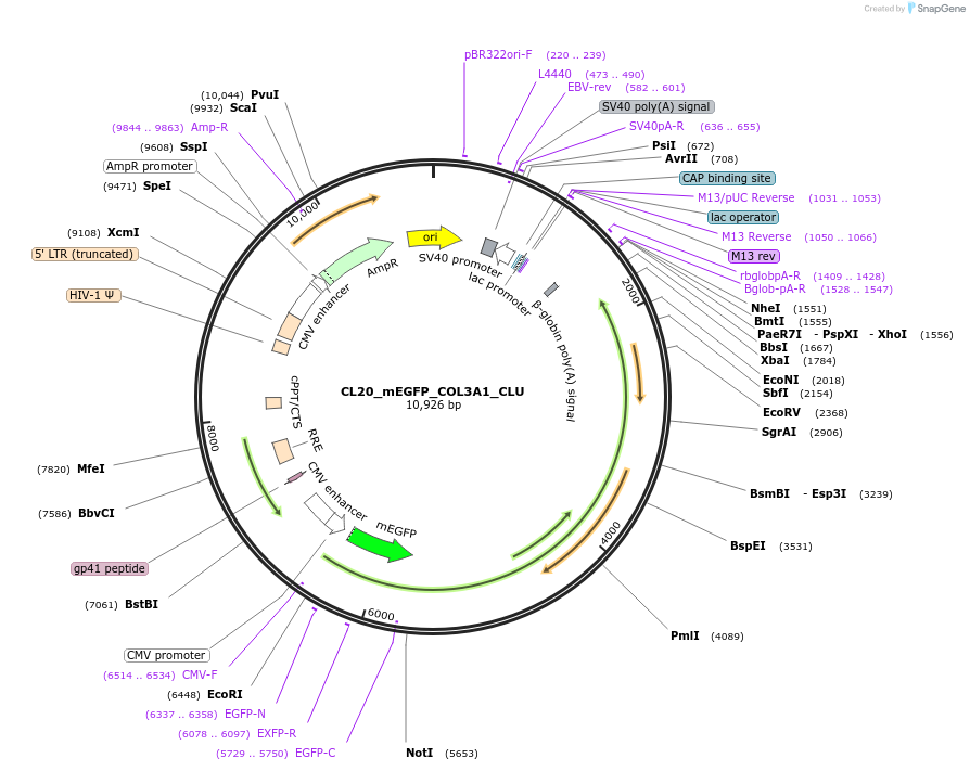 205794-plasmid-map-sequence-id-406616