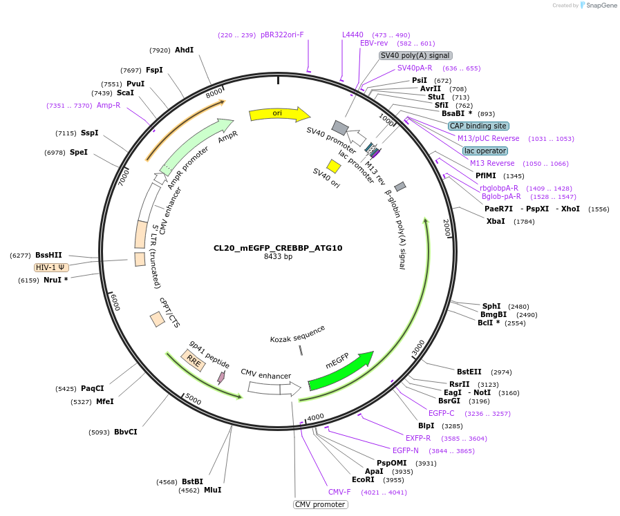 205795-plasmid-map-sequence-id-406618