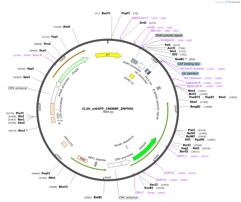 205797-plasmid-map-sequence-id-406620
