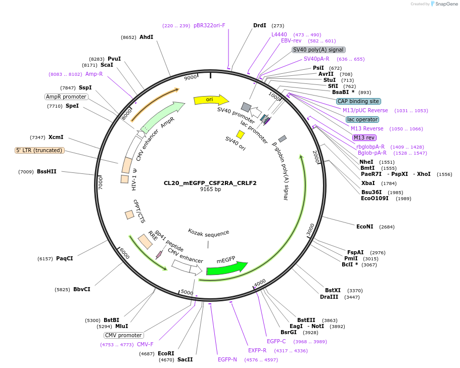 205798-plasmid-map-sequence-id-406626