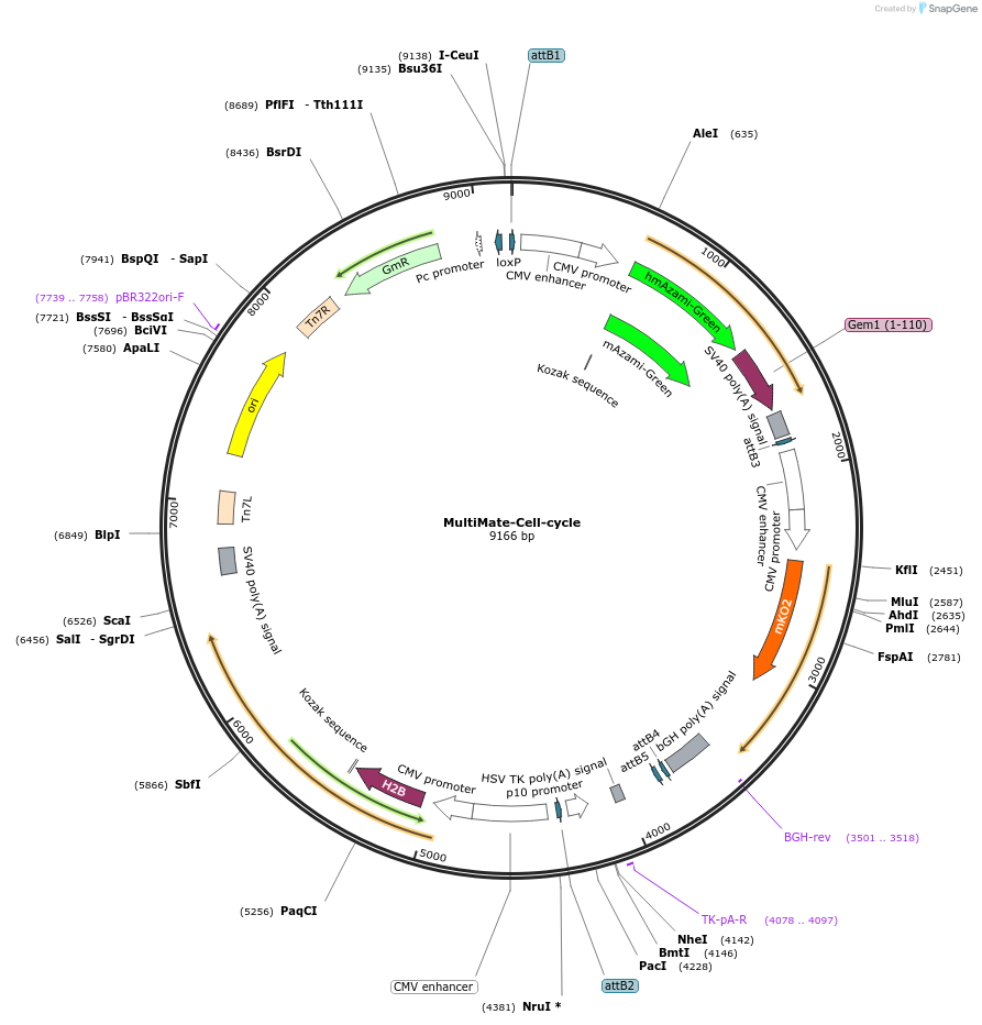 206280-plasmid-map-sequence-id-406629