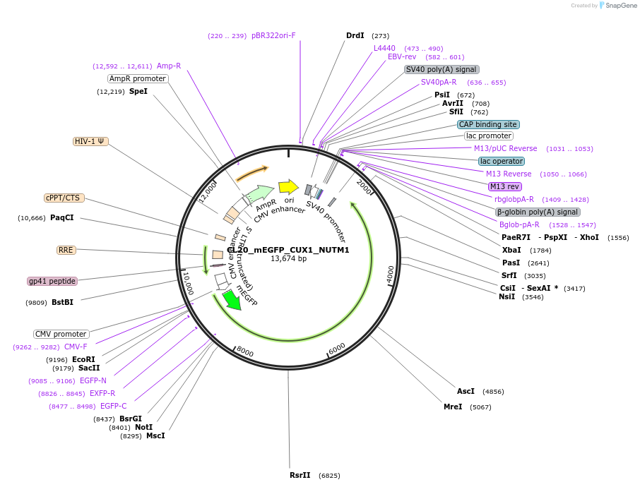 205800-plasmid-map-sequence-id-406631