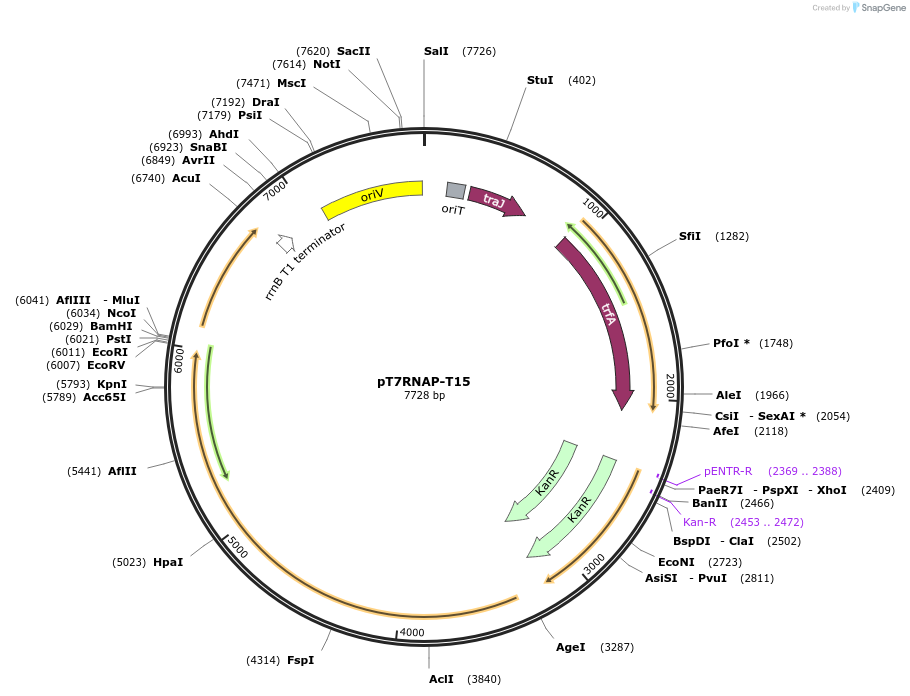 199991-plasmid-map-sequence-id-406646