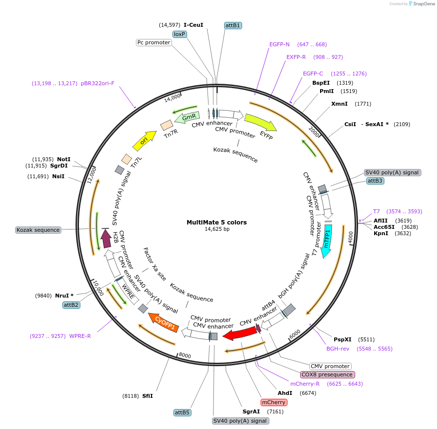 206266-plasmid-map-sequence-id-406652