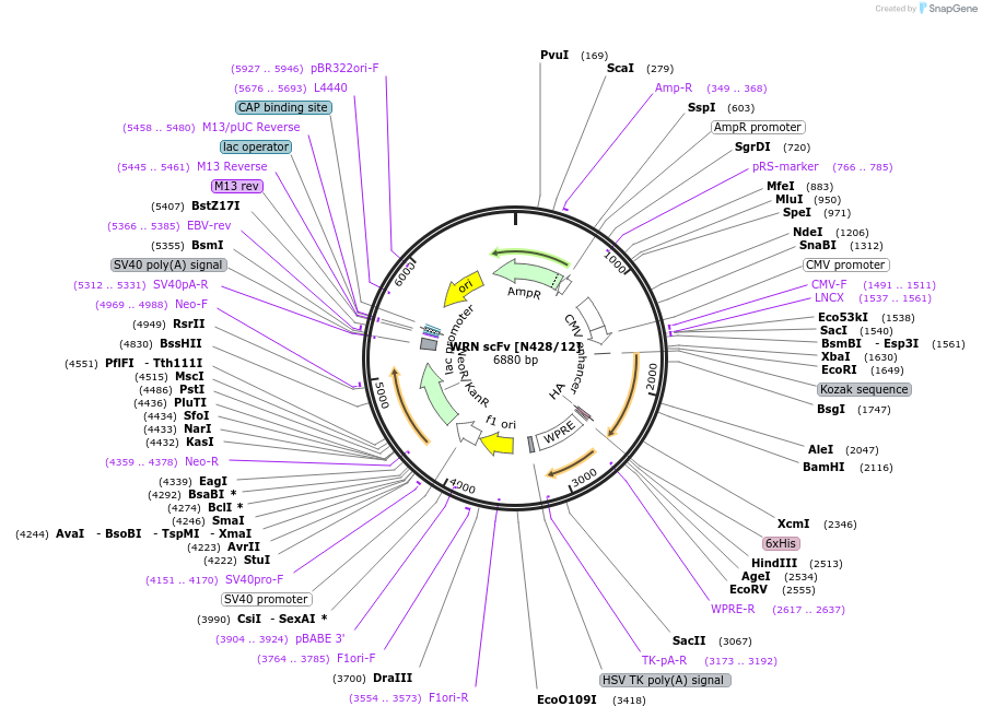 206784-plasmid-map-sequence-id-406655