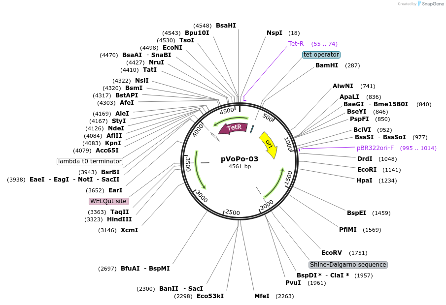 187838-plasmid-map-sequence-id-406656