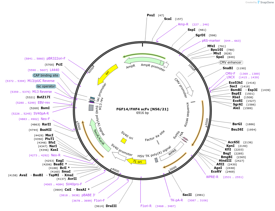 206783-plasmid-map-sequence-id-406657