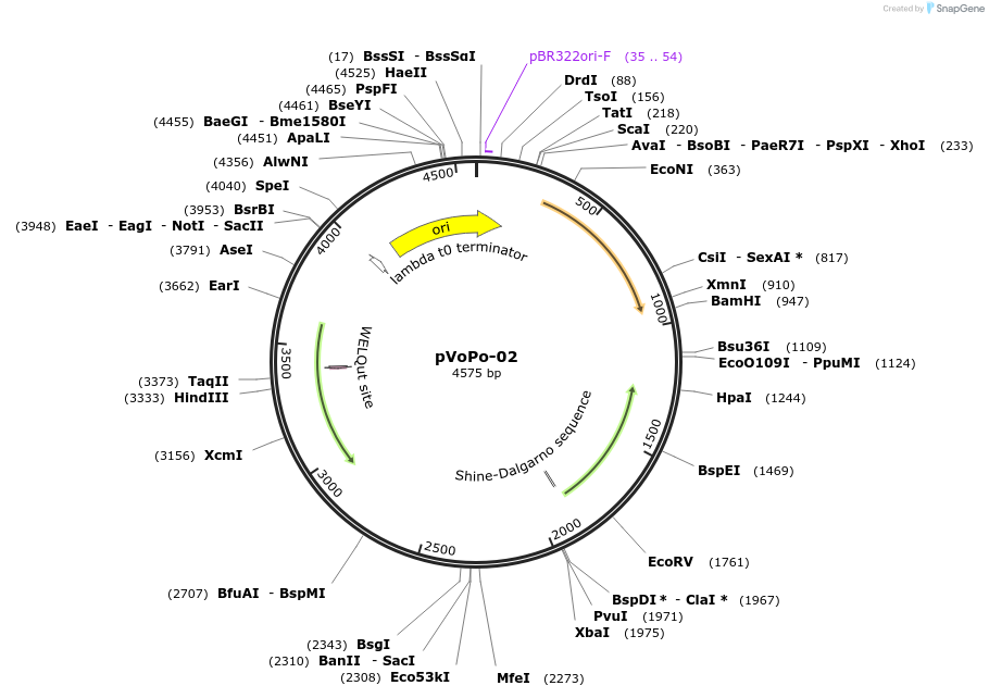 187837-plasmid-map-sequence-id-406660