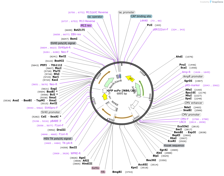 206744-plasmid-map-sequence-id-406661