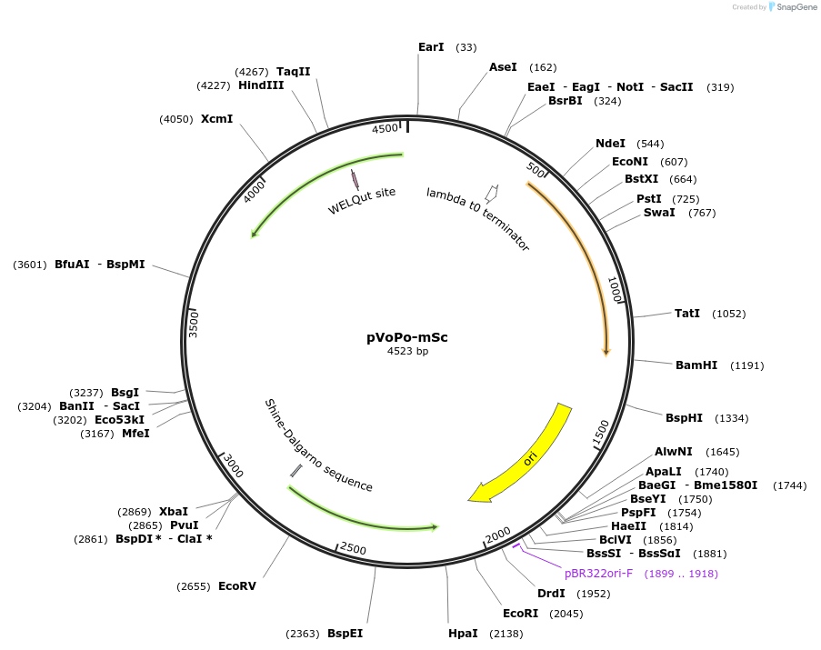 187842-plasmid-map-sequence-id-406662