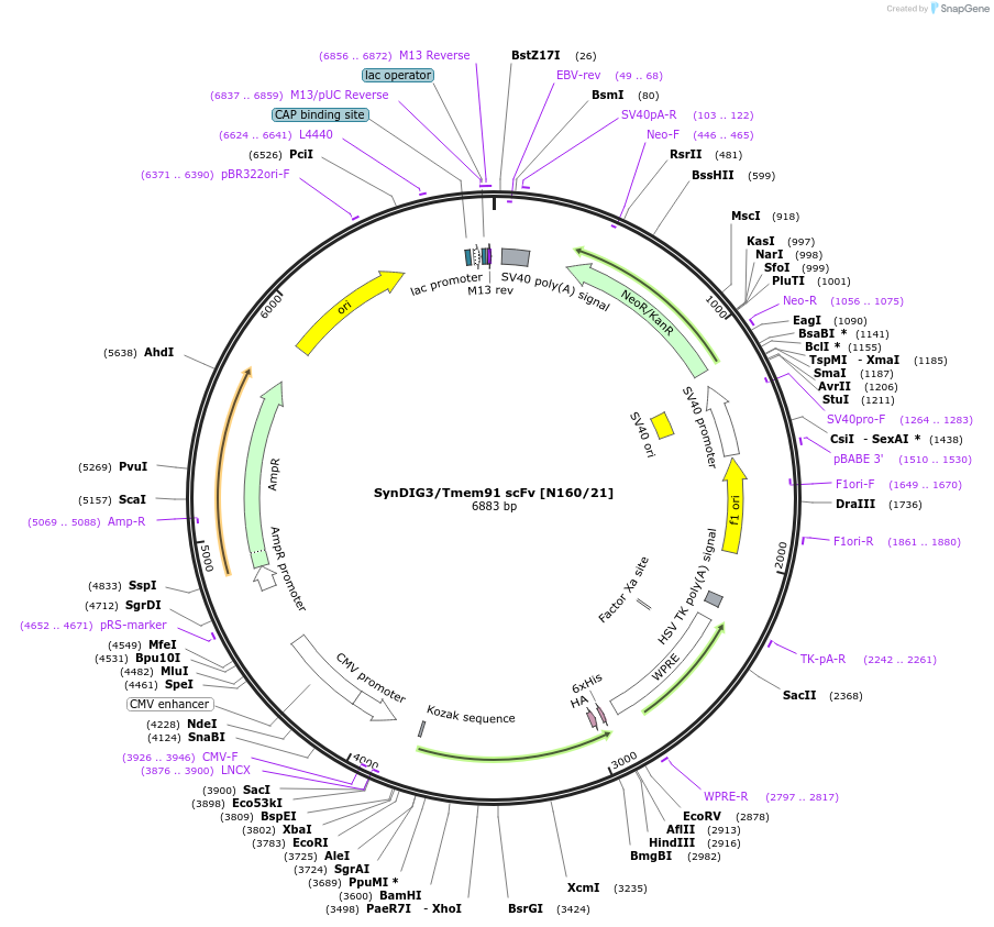 206748-plasmid-map-sequence-id-406668