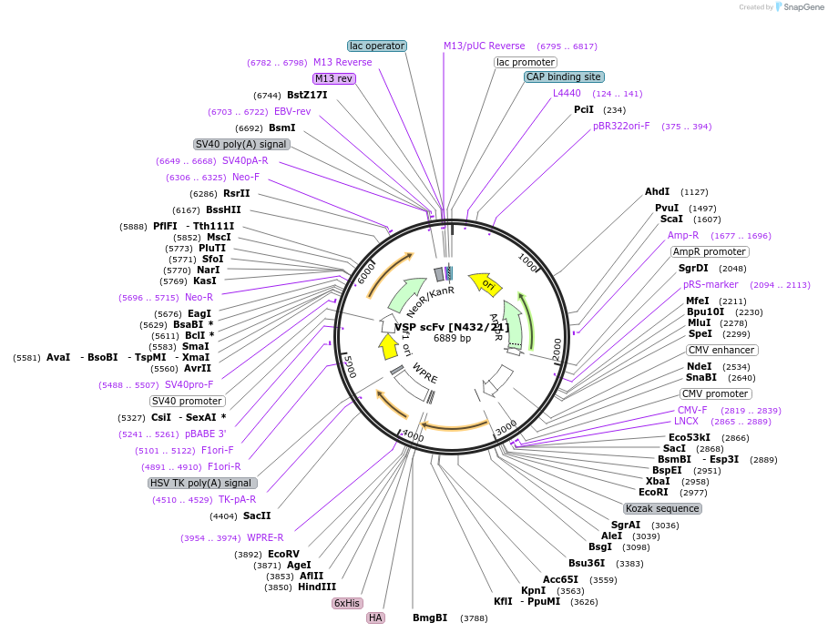 206756-plasmid-map-sequence-id-406669