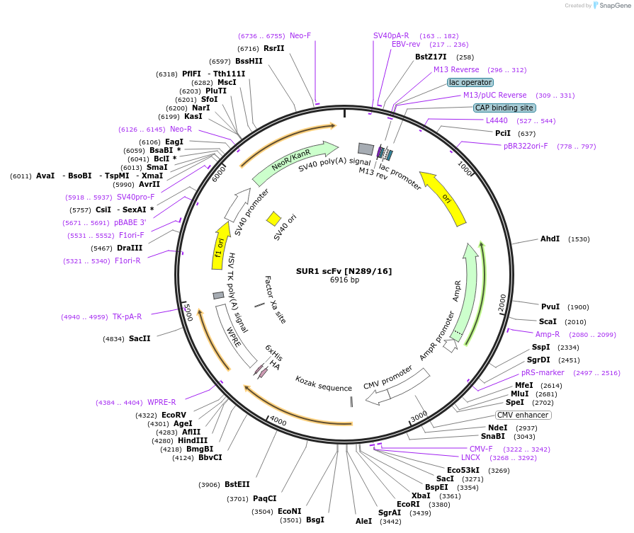 206735-plasmid-map-sequence-id-406672