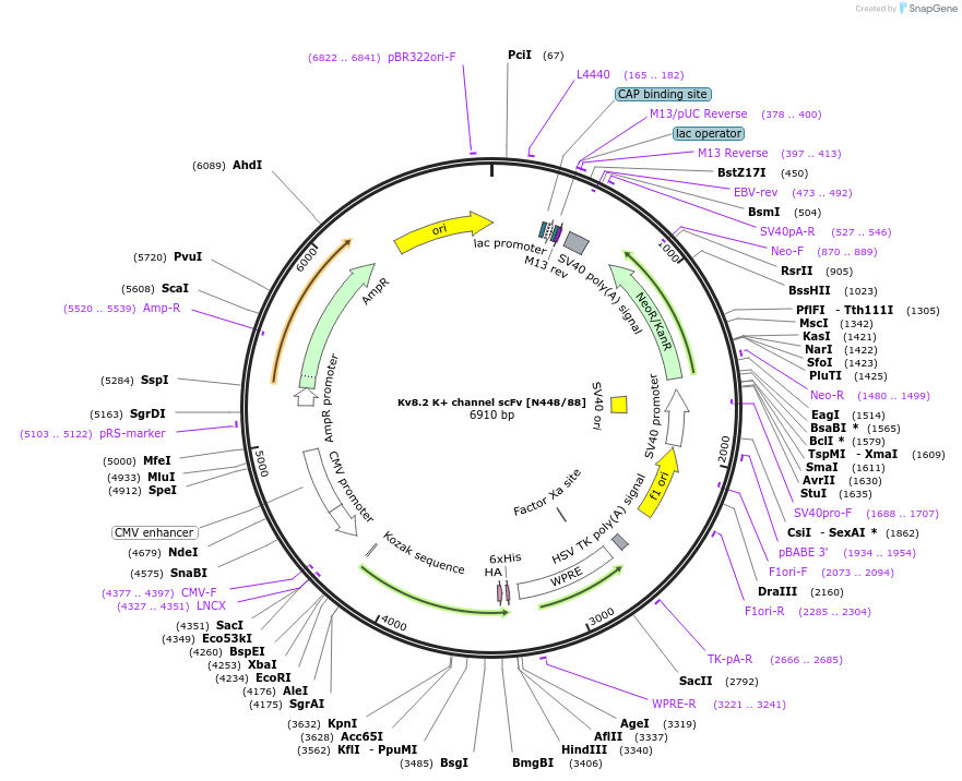206745-plasmid-map-sequence-id-406674