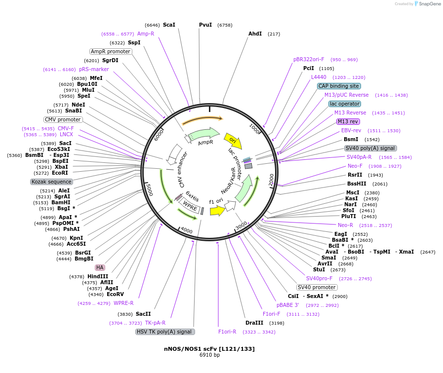 206759-plasmid-map-sequence-id-406734