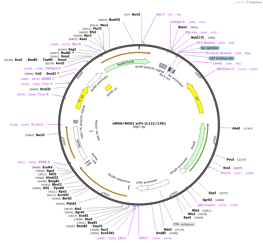 206758-plasmid-map-sequence-id-406736