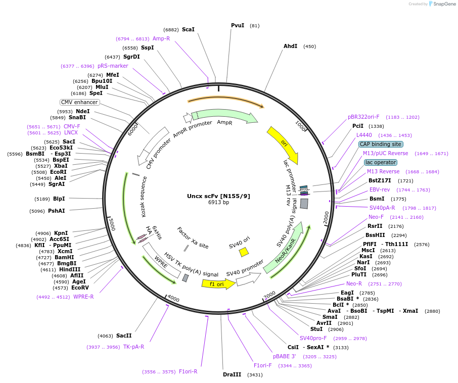 206782-plasmid-map-sequence-id-406738