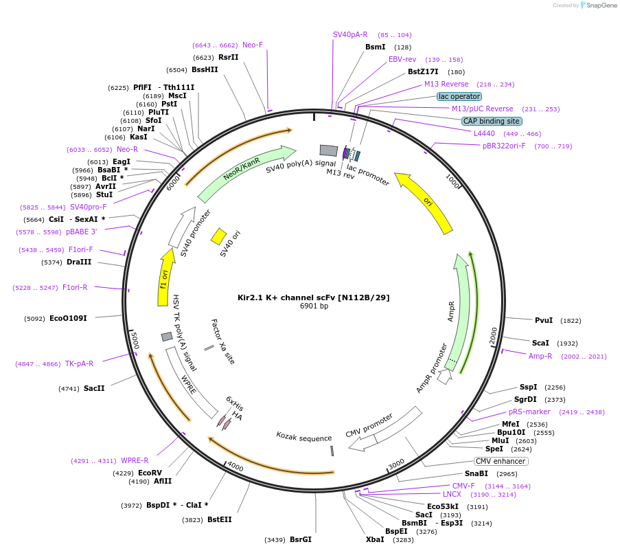 206770-plasmid-map-sequence-id-406741