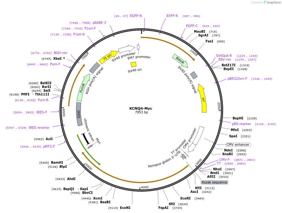 197329-plasmid-map-sequence-id-406745