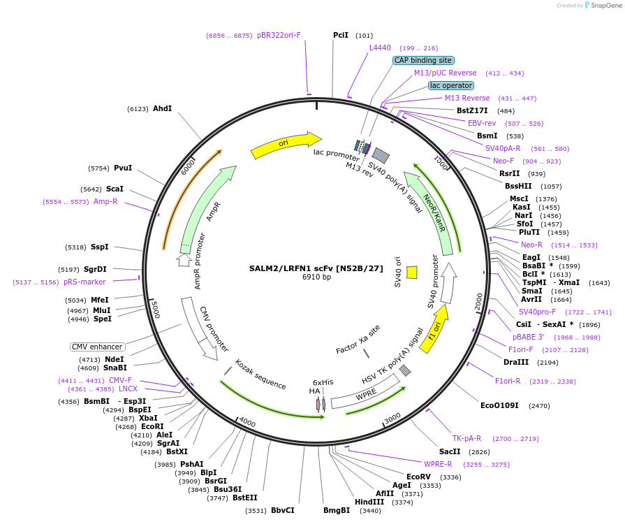 206747-plasmid-map-sequence-id-406750