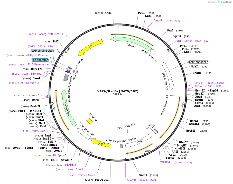 206742-plasmid-map-sequence-id-406755