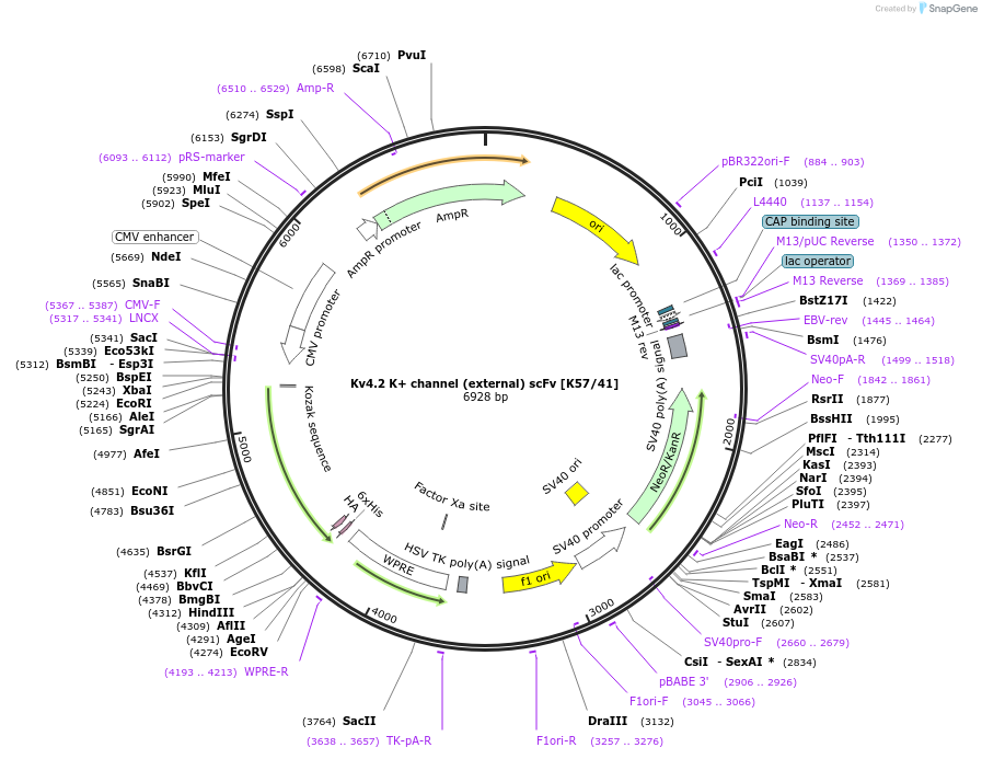 206771-plasmid-map-sequence-id-406765