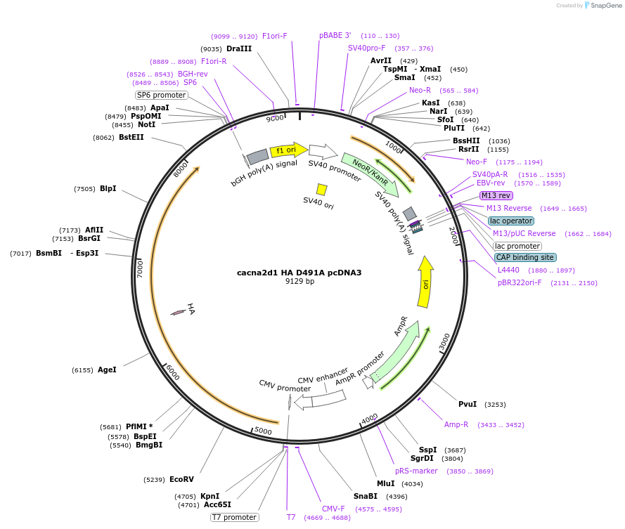 206070-plasmid-map-sequence-id-406770
