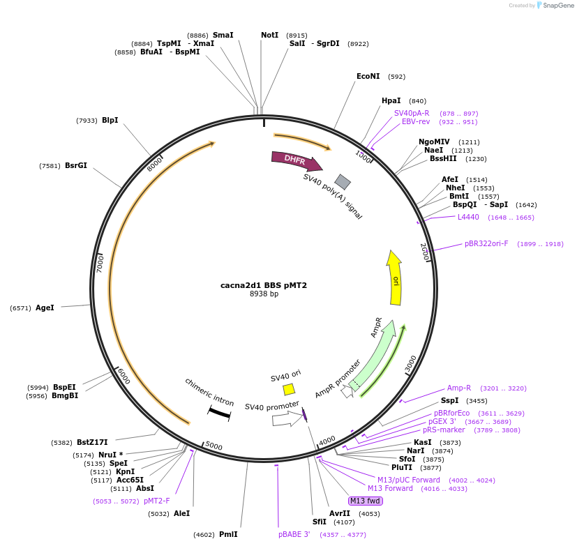 206062-plasmid-map-sequence-id-406771
