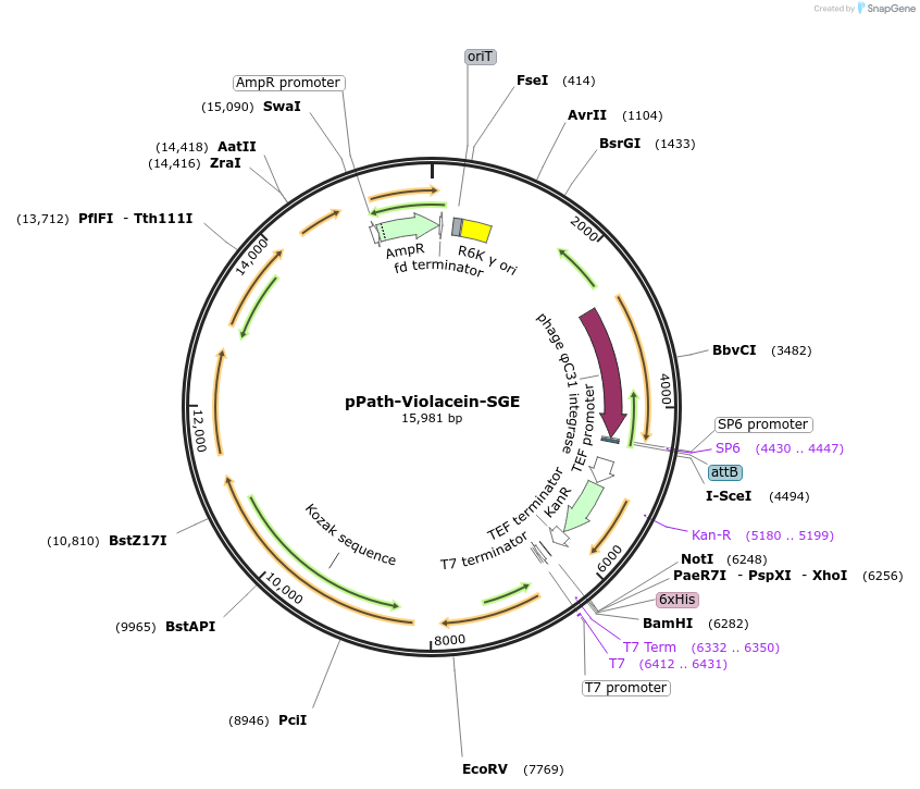 200003-plasmid-map-sequence-id-406798