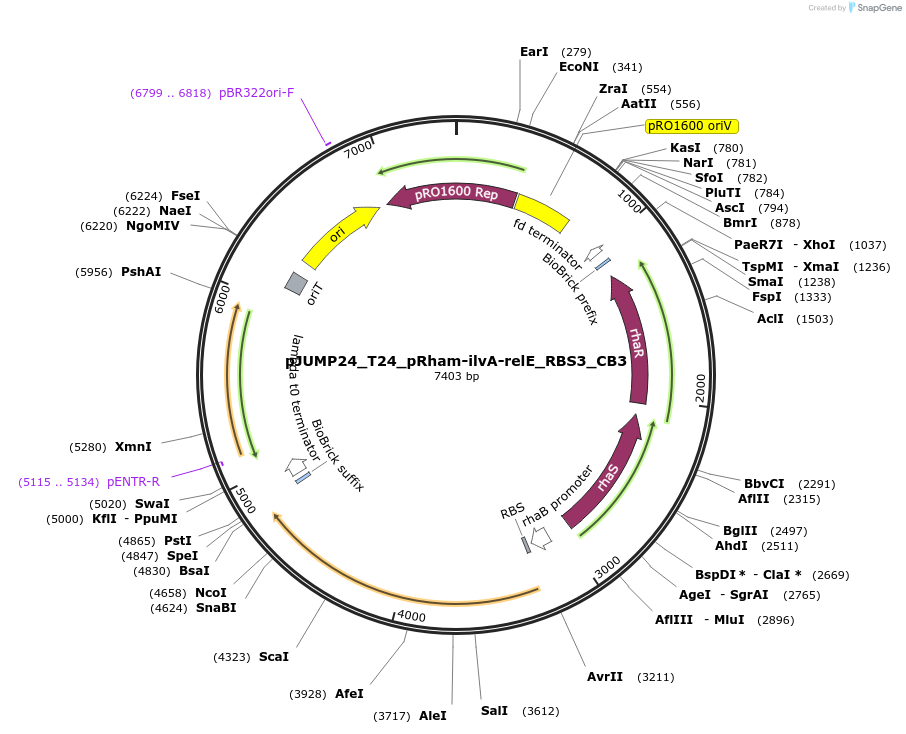 201534-plasmid-map-sequence-id-406801