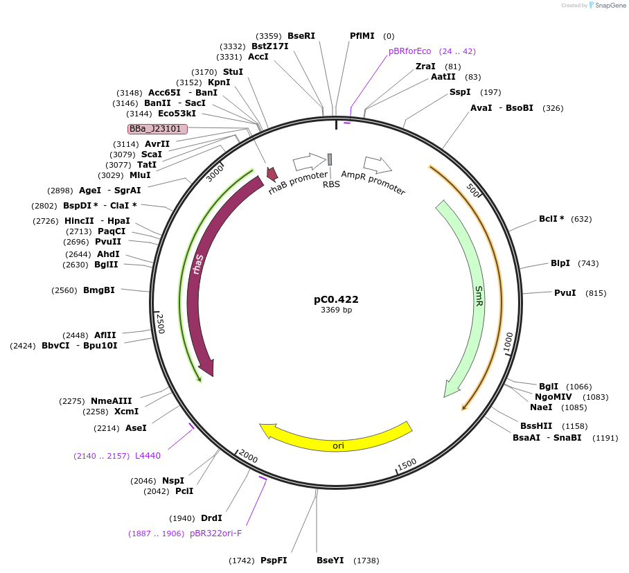 203946-plasmid-map-sequence-id-406814