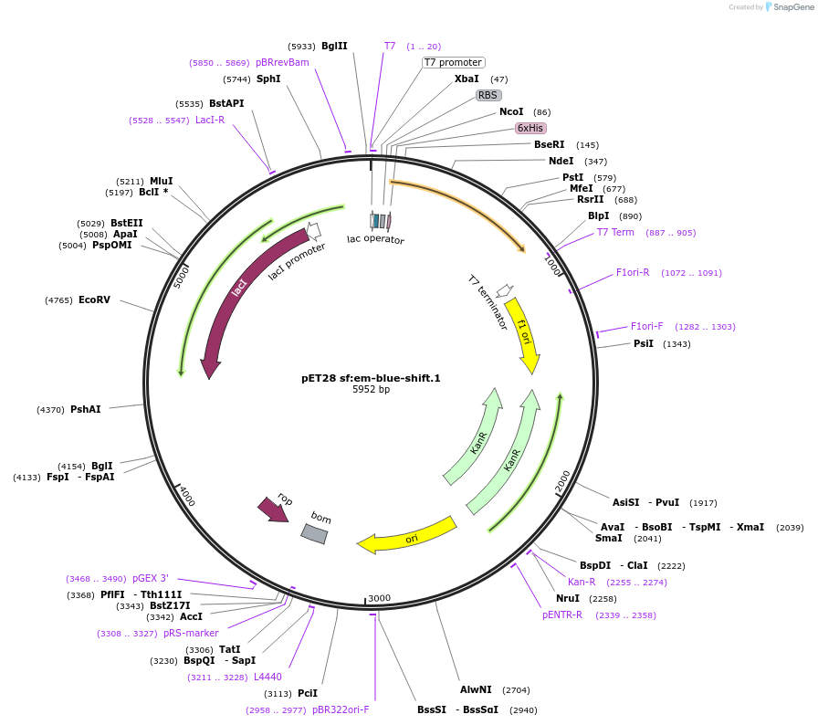 191928-plasmid-map-sequence-id-406939