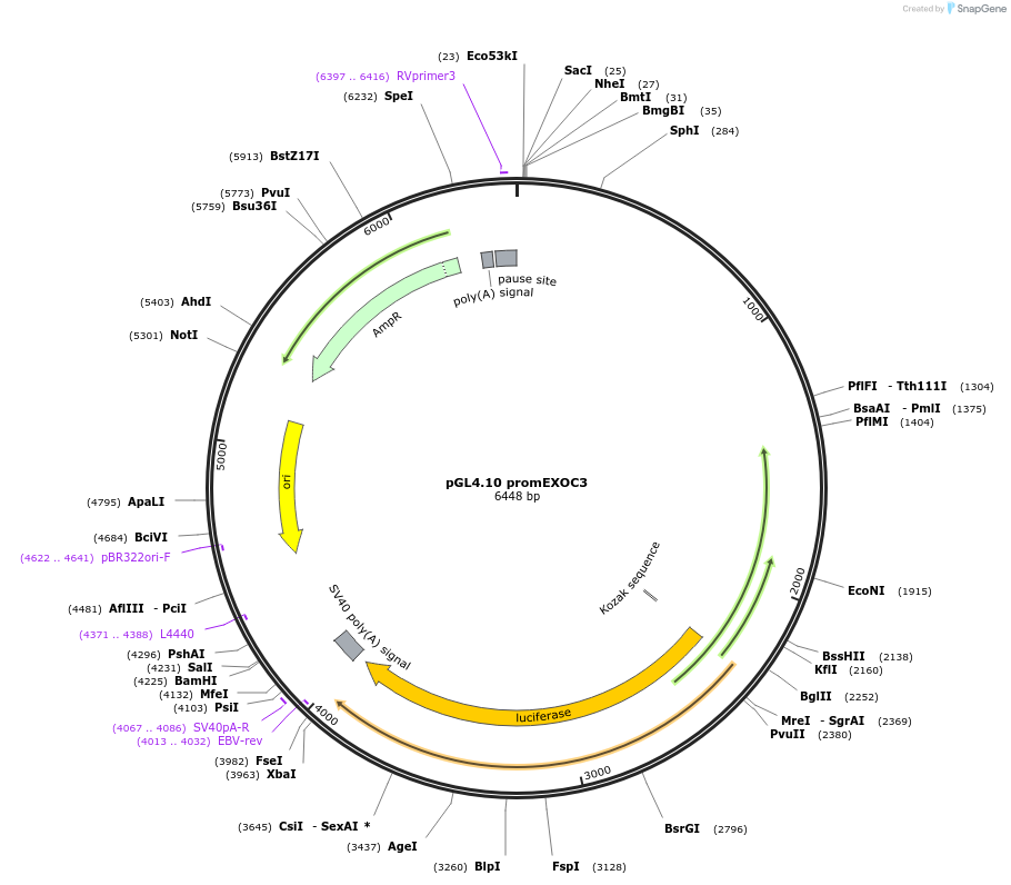 205467-plasmid-map-sequence-id-406942