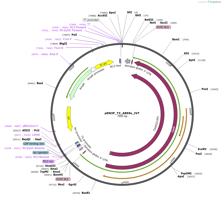 201676-plasmid-map-sequence-id-406944