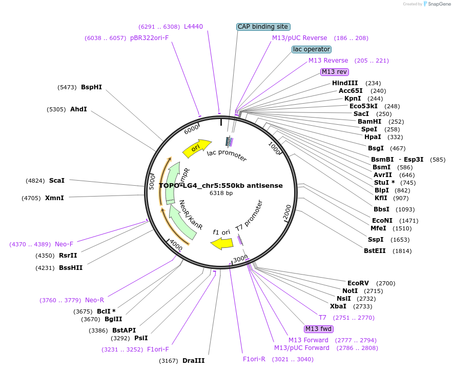 205468-plasmid-map-sequence-id-406990