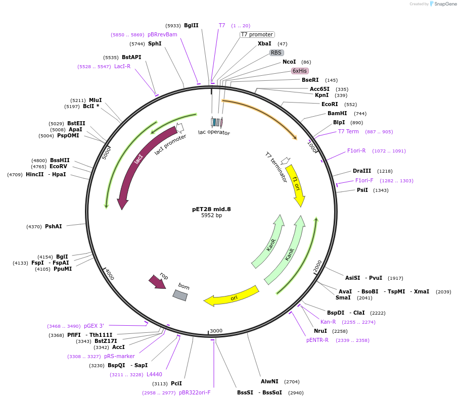 191902-plasmid-map-sequence-id-406991