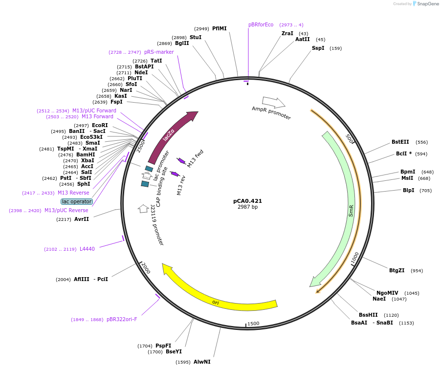 203950-plasmid-map-sequence-id-406995