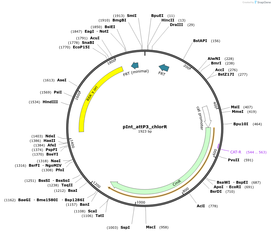 205298-plasmid-map-sequence-id-407000