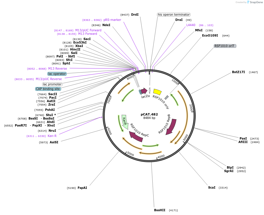 203952-plasmid-map-sequence-id-407002