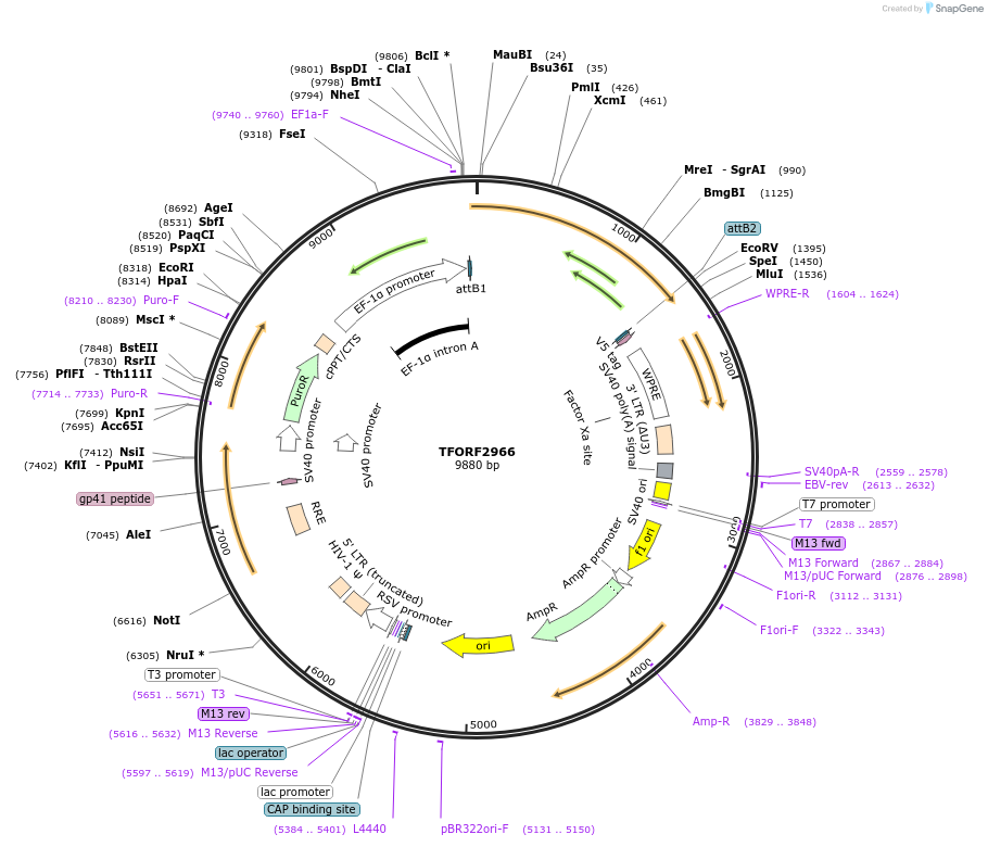 144442-plasmid-map-sequence-id-407011