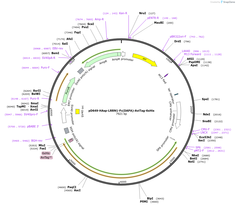 156924-plasmid-map-sequence-id-407022