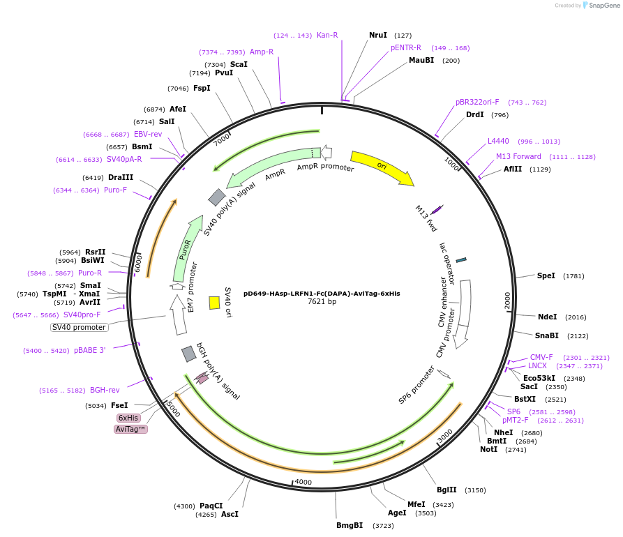 156892-plasmid-map-sequence-id-407024
