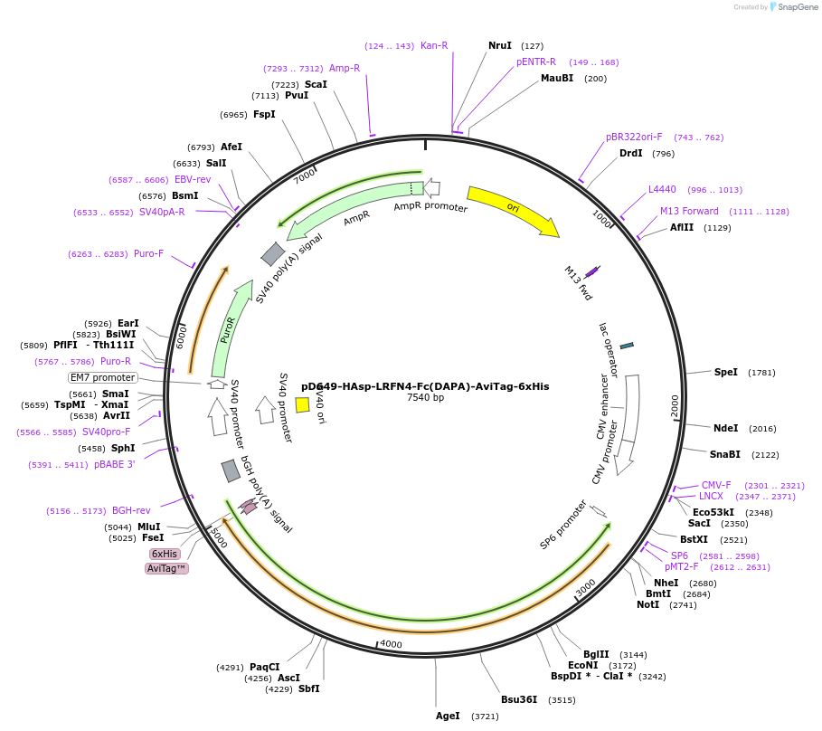 156888-plasmid-map-sequence-id-407026