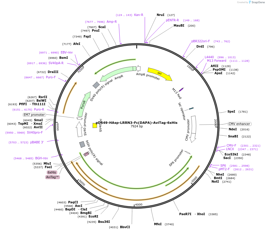 156927-plasmid-map-sequence-id-407027