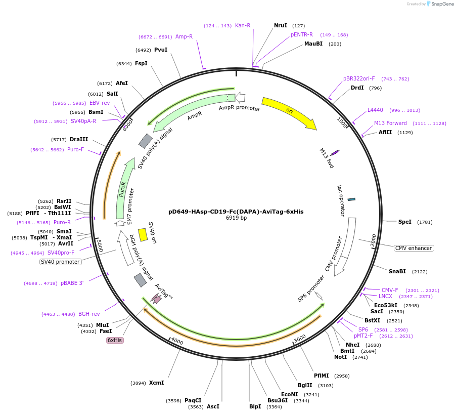 156714-plasmid-map-sequence-id-407030