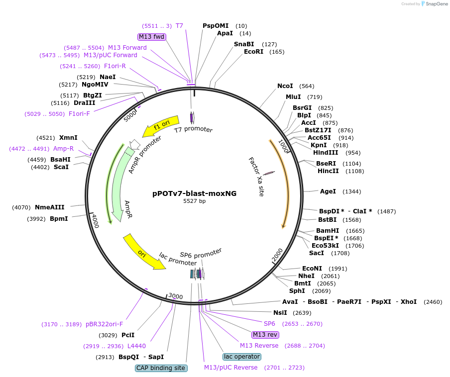 190222-plasmid-map-sequence-id-407040