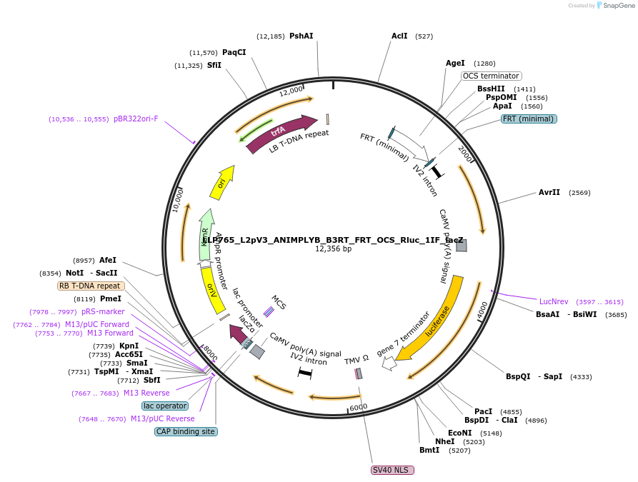 192409-plasmid-map-sequence-id-407042